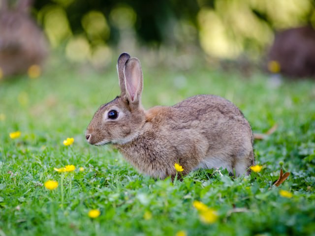 うさぎはぴょんぴょん跳ねる